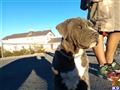 american bulldog puppy posted by new Mexico